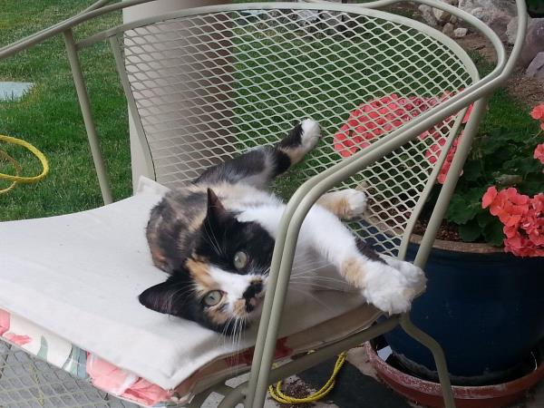 /Images/uploads/Humane Society of Utah/HSUCalendar/entries/947thumb.jpg
